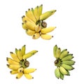 Three cluster Ã Â¸â¢Ã Â¸â Cultivated bananas or Thai bananas isolated on white Royalty Free Stock Photo